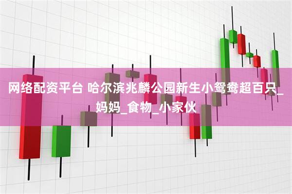 网络配资平台 哈尔滨兆麟公园新生小鸳鸯超百只_妈妈_食物_小家伙